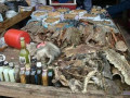 traditional-healer-in-cape-town-27764410726sangoma-in-mount-fletcher-nelspruit-newcastle-nquthu-nylstroom-paarl-paulpietersburg-small-0