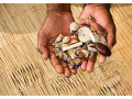 traditional-healer-herbalist-and-spell-caster-in-johannesburg-27734009912-small-1