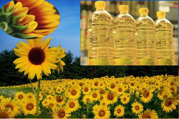 exporters-of-sunflower-oil-buy-sunflower-oil-online-buy-virgin-olive-oil-online-big-0